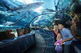 Family-aquarium